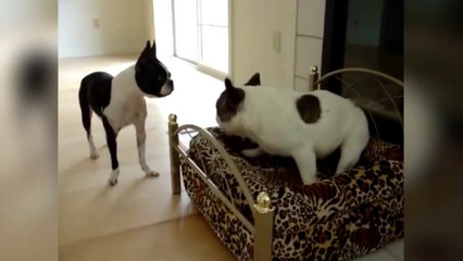 Ce chien tente le tout pour le tout pour pouvoir aller dans le panier