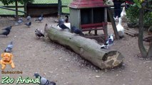 Real Duck Chickens Goose Pige  animals - Farm Animals video for kids
