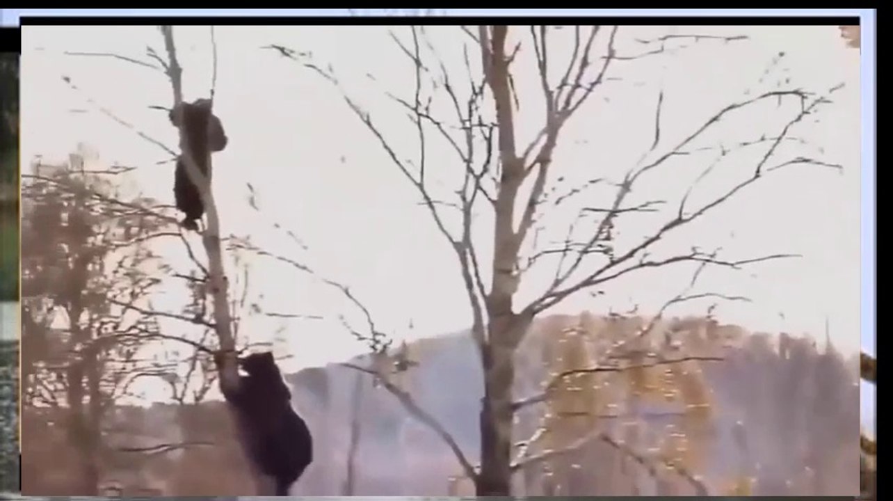 Most Shocking Animal Attacks On Humans - Most Amazing Animal Attacks 2017