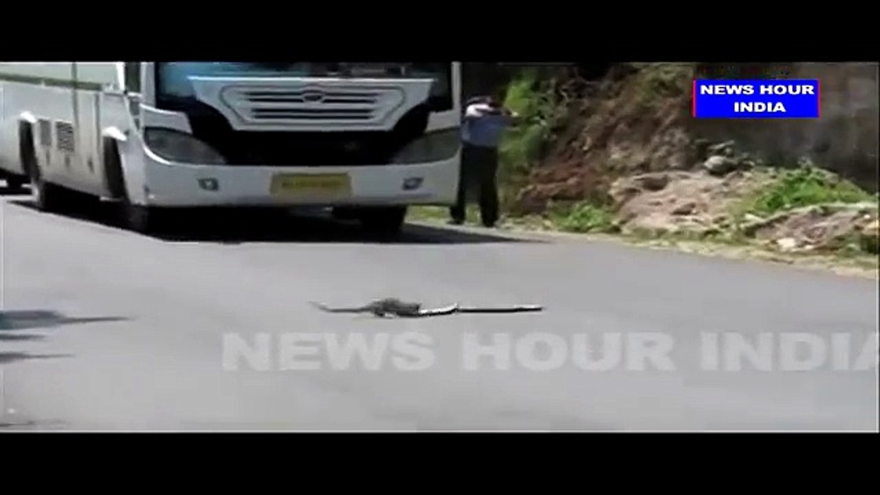 Cobra Vs Mongoose