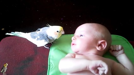 bebeğe ninni söyleyen papağan çok akıllı -izle