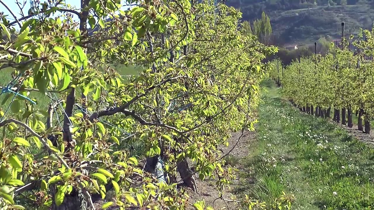 Hautes-Alpes : 72h après le début la gelée noire, le bilan à Saint-Auban d'Oze