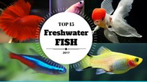 Top Aquarium fish for beginners. Best freshwater Fish