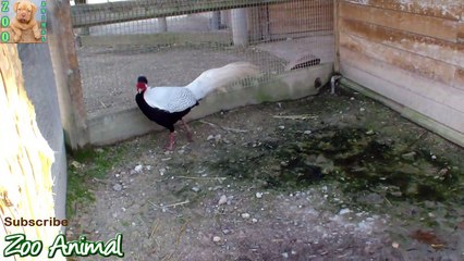 TURKEY inmals - Farm animal video for kids - Animais TV