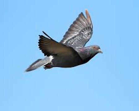 Amazing Pigeons Amazing Pigeons Race With motorbike