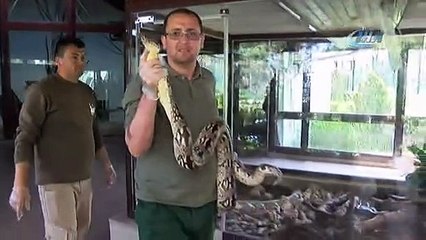 Dev yılan sağlığına kavuştu