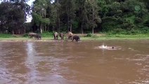 Un éléphant voulait sauver un homme qui simule la noyade