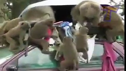 বানরের বানরামি দেখলে হাসি আটকাতে পারবেন না ! Best and funniest animal home videos!!!