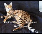 Helfina coons :  bébé bengal 2017