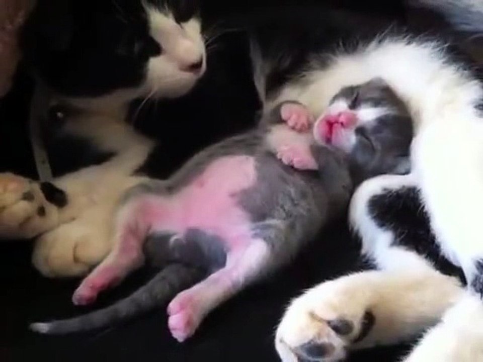Gator bebé a dormir