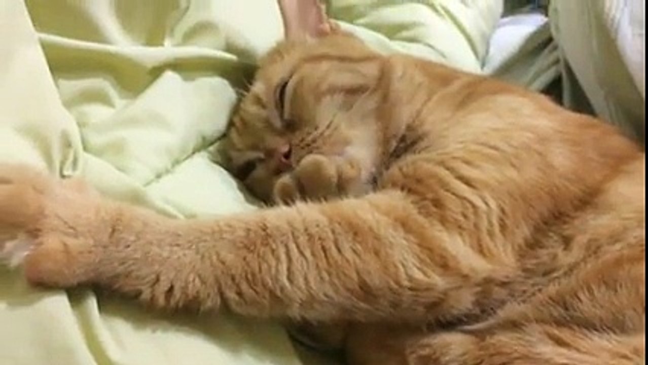 Gato chupa o pé