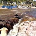 BRAVE DOG SAVING HIS FRIEND FROM DROWNING