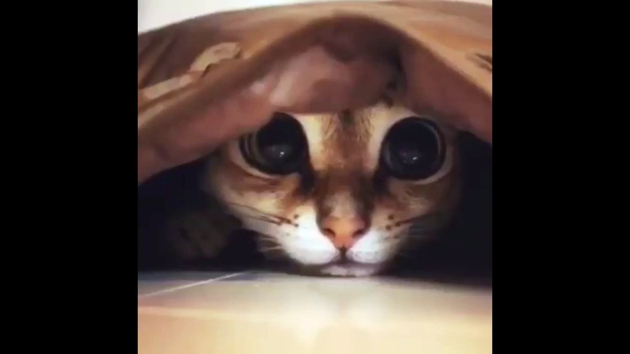 love this cat .....cute watch it