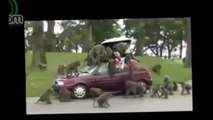 FUNNY ANIMAL ATTACK , Animals Attacking Humans Compilation 2015