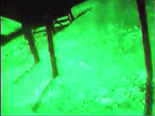 Alien Grey Caught On Night Vision Camera