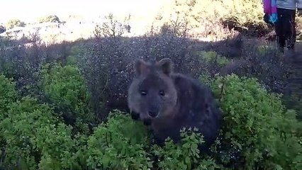 Sneezing Quokka video 2017 Animal video