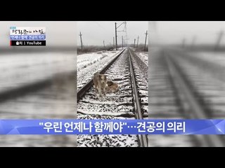 철로 위, 다친 암컷을 지키는 견공의 사연은? [광화문의 아침] 396회 20170106