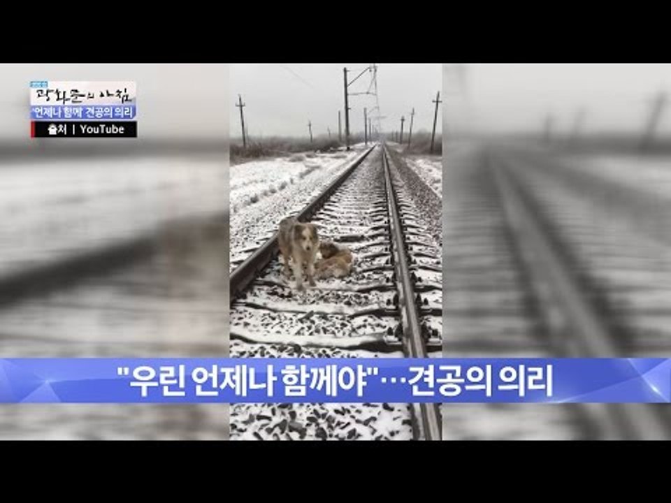 철로 위, 다친 암컷을 지키는 견공의 사연은? [광화문의 아침] 396회 20170106