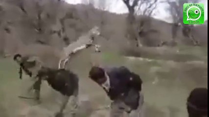 فيديو روعة..شاهدو هذه الغزالة ماذا تفعل