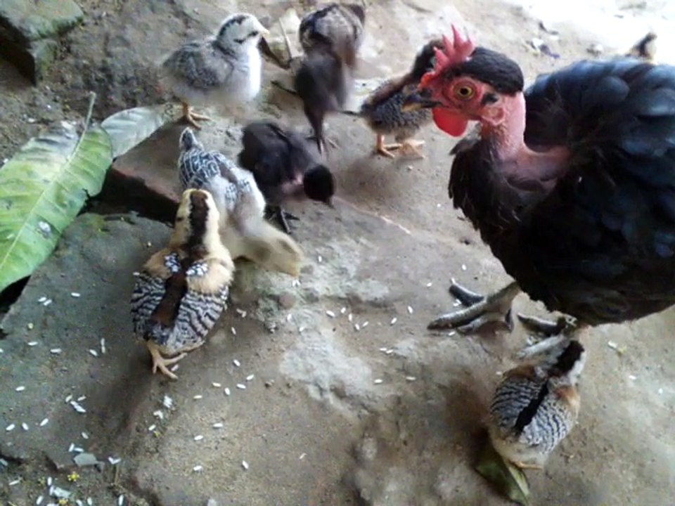 Hen with kitchen