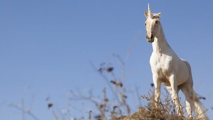 7 Unicorn Foods You Need To Try