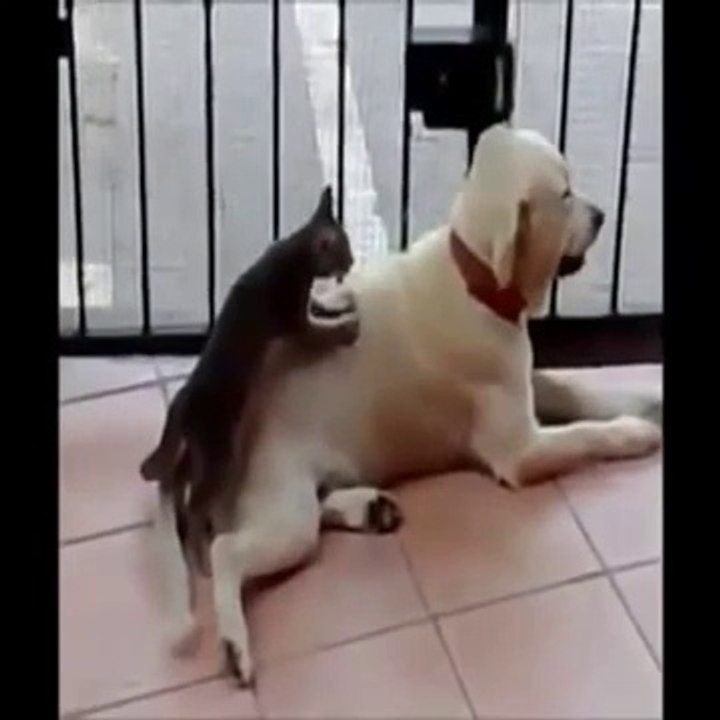 dog and cat together
