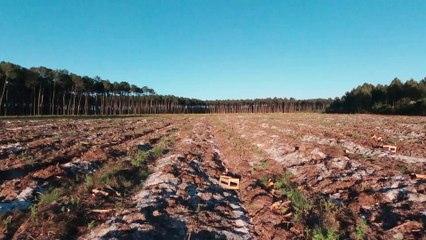 The wild side - Drone bebop2 - Forêt landaise