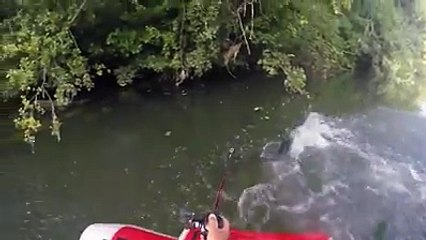 Très Belle Attaques De Silure En Direct