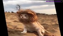 ライオンに変身する猫 - Transform oneself from Cat to Lion