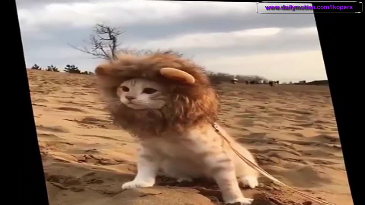 ライオンに変身する猫 - Transform oneself from Cat to Lion