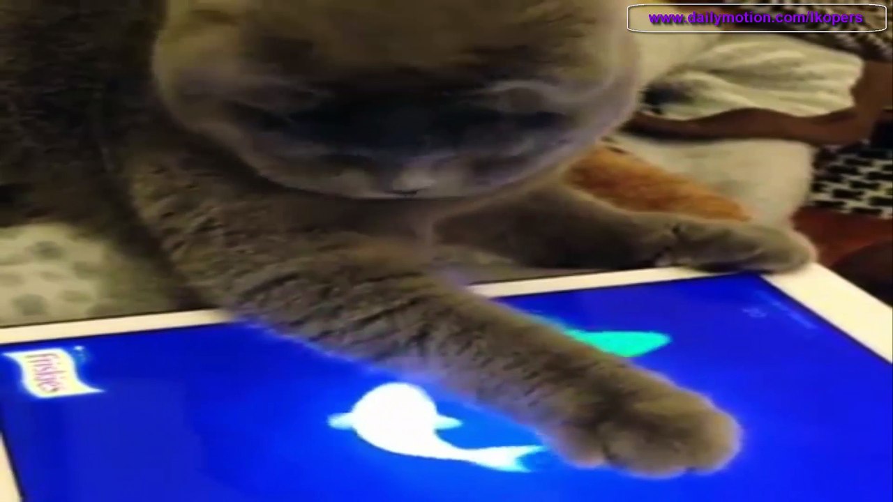 猫が魚を追ってドボン ~ Playing Cat