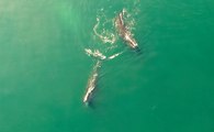 Drone Captures Endangered Right Whales Feeding in Cape Cod Bay