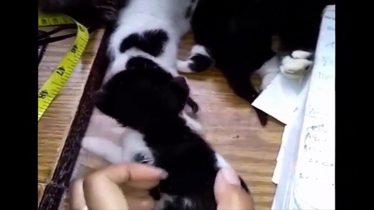 超リアル - 猫の出産 - 初出産でとまどう母猫 - 激しい陣痛  - Cats are giving birth