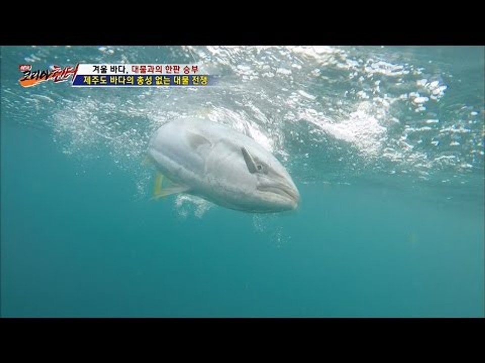 제주도의 대물! 대방어를 잡다! [뉴 코리아 헌터] 31회 20170102