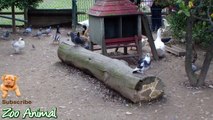 Real Duck Chickens Gan in farm animals - Farm Animals video for kids