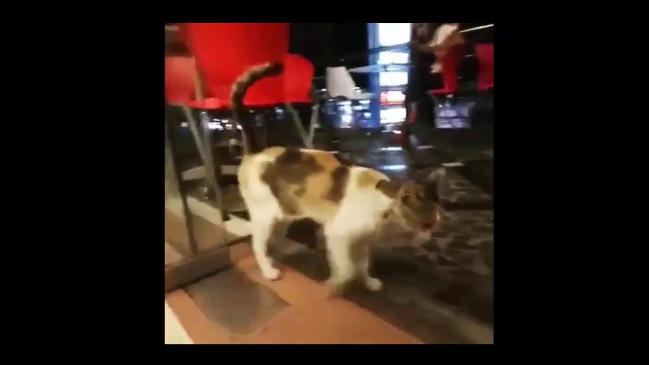 超笑える - おもしろ猫動画 - Funny Cats Compilation NEW 5