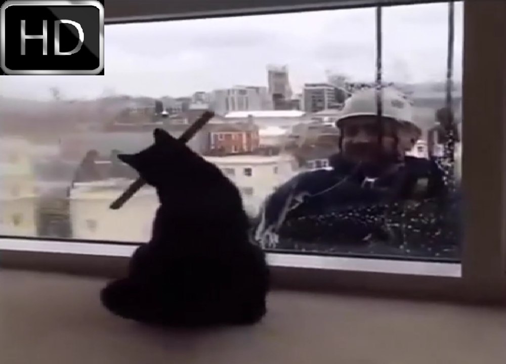 Funny Cats Compilation NEW 6 - 超笑える  おもしろ猫動画