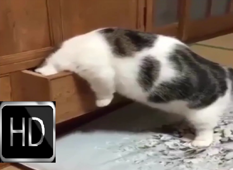 Funny Cats Compilation NEW 8 - 超笑える  おもしろ猫動画