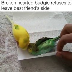 Broken heart budgie refuses to leave best friend's side