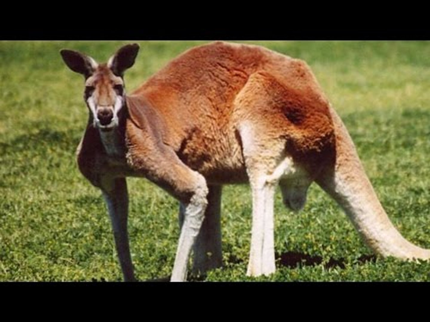 ⁣1900 Kangaroos to be killed by Australian government| Oneindia News
