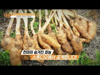 뇌혈관을 지켜준다! ‘천마’ [내 몸 플러스] 39회 20160101
