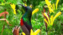 Beautiful sunbirds in the 'Little Karoo' (South Africa)-PMUO4A3GwFQ