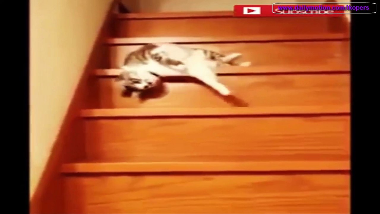遊び疲れた猫様. 猫様に面白いです - Funny Cat NEW 1