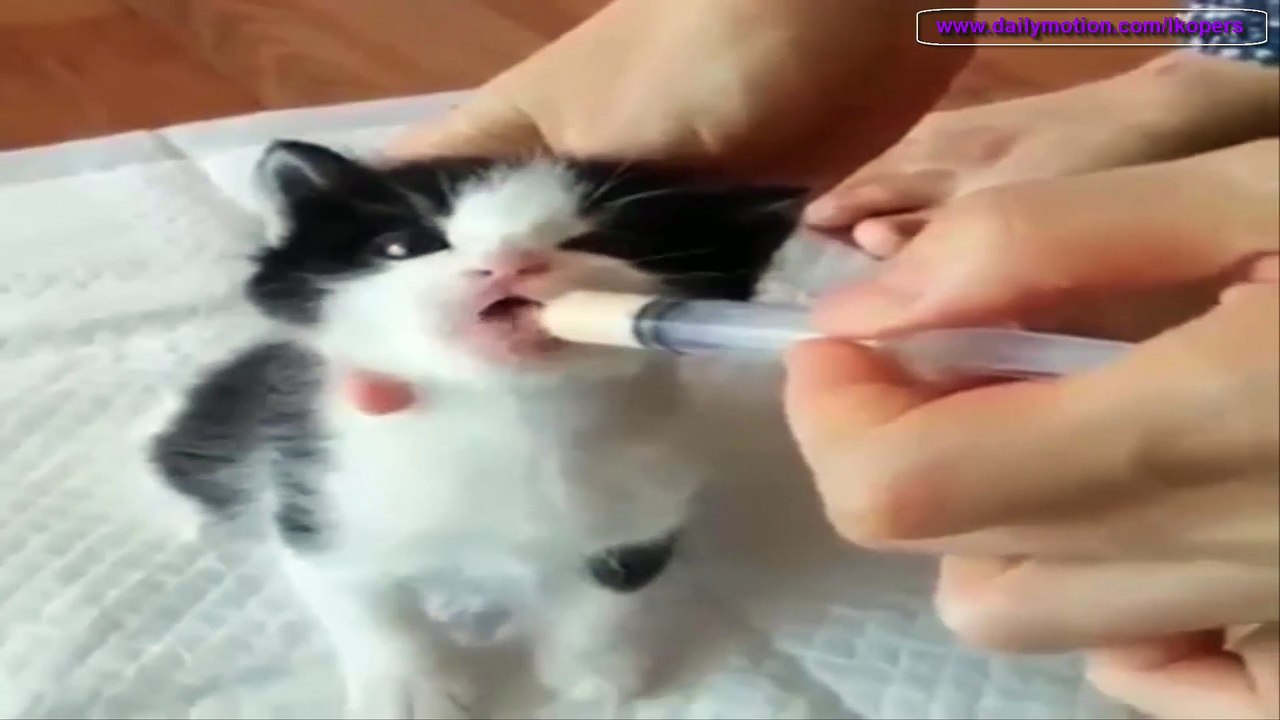 遊び疲れた猫様. 猫様に面白いです - Funny Cat NEW