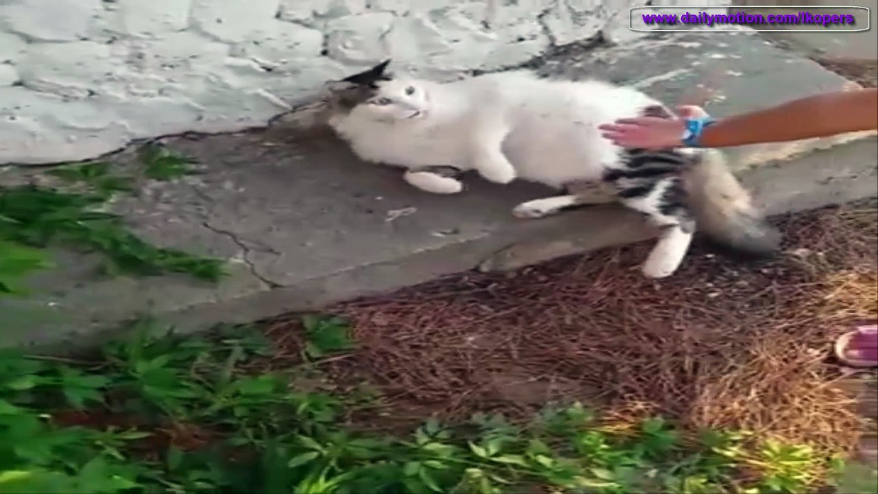 面白い猫があなたの気分が良 - なります