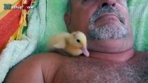 Cute Duckling - A Funny Duck Videos Casaqwqtttt