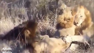 Lions-kill-Another-lion Fight to death