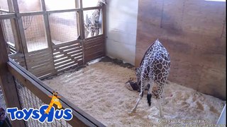 Archive footage-Animal Adventure Park's April the Giraffe - Live Birth