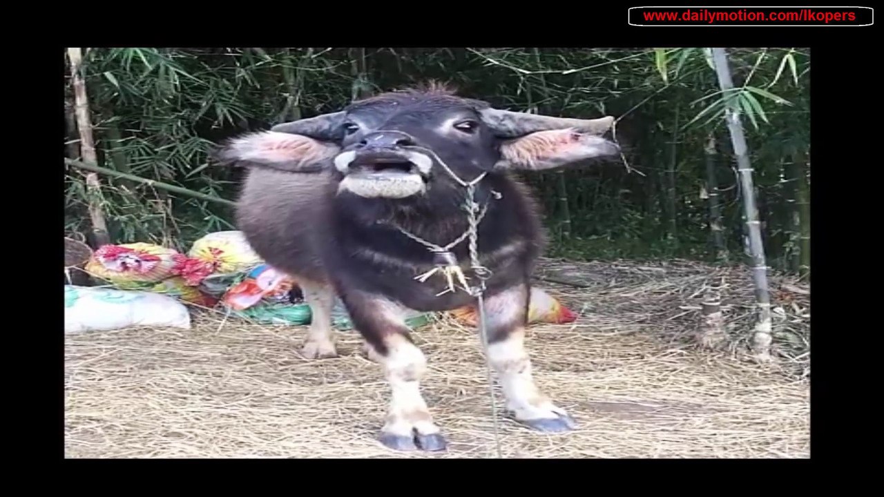 Very Funny Animal Compilation NEW Part 1