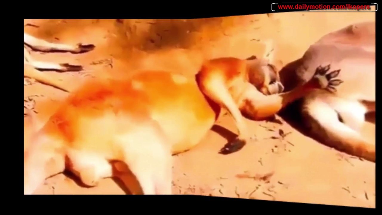 Very Funny Animal Compilation NEW Part 3